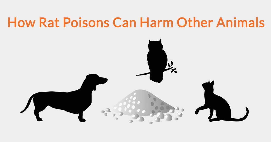 How Rat Poisons Can Harm Other Animals