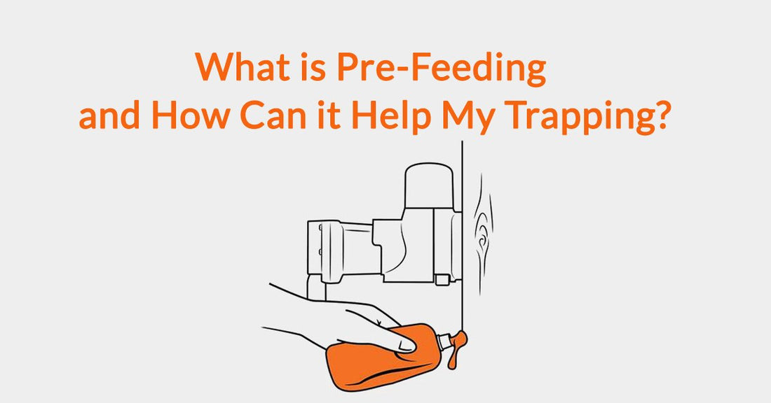 What is Pre-Feeding and How Can it Help My Trapping?