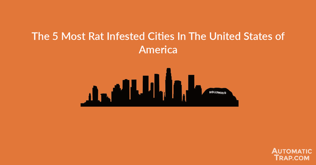 5 Most Rat Infested Cities In America