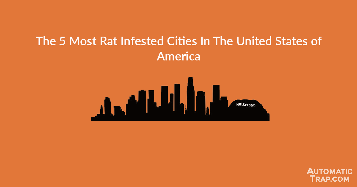 Cities Rats Infested 5 Most Rat Infested Cities In America | City With The Most Rats USA ...