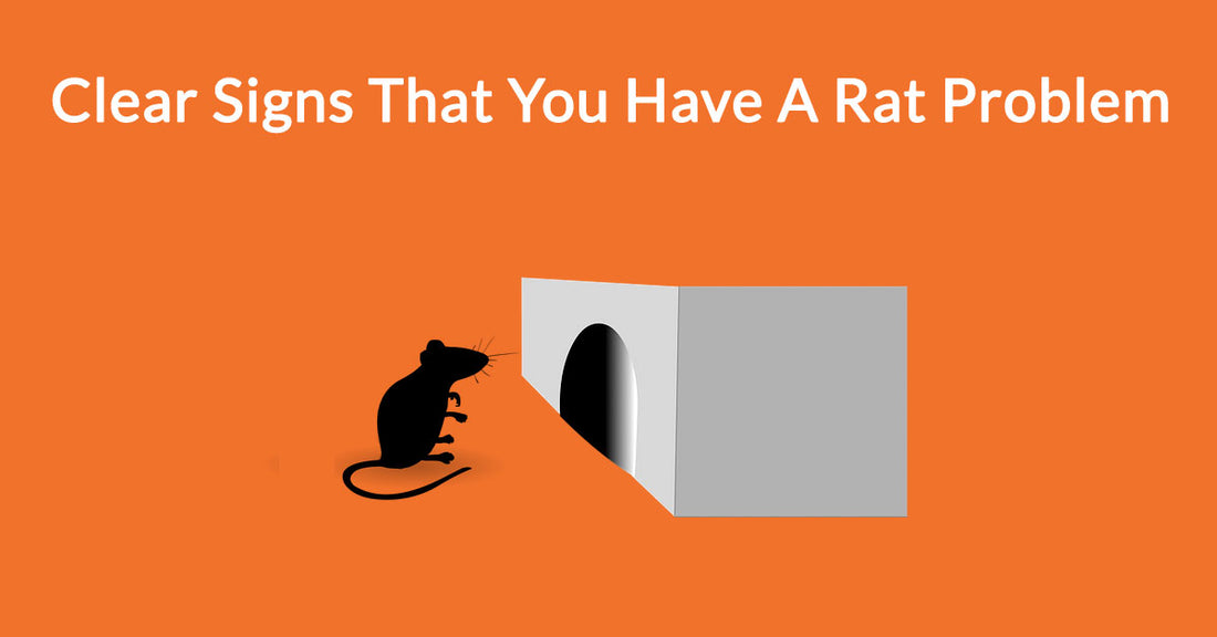 Clear Signs That You Have A Rat Problem