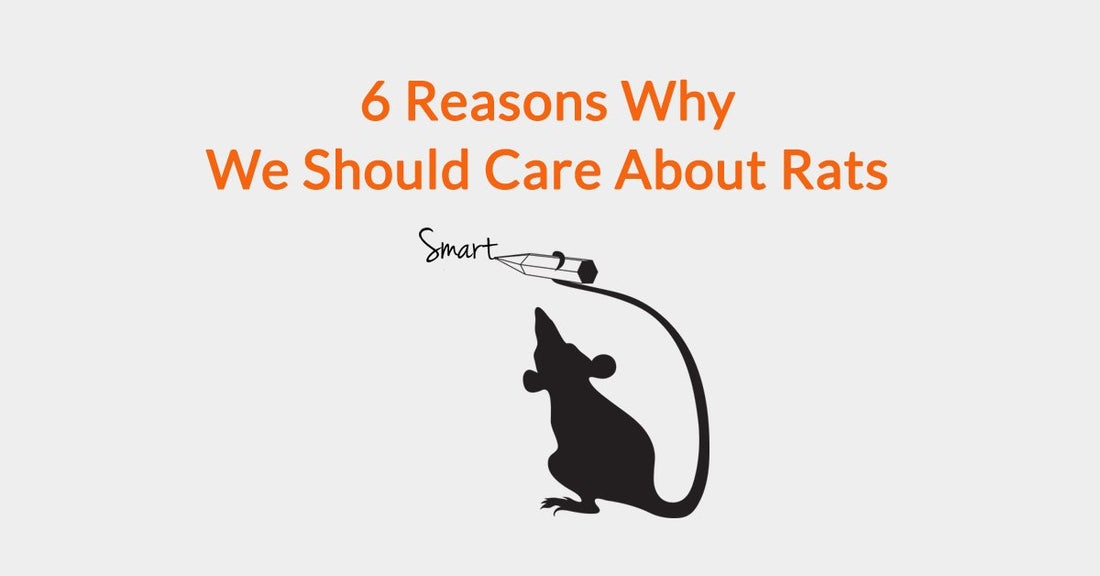 6 Reasons Why We Should Care About Rats