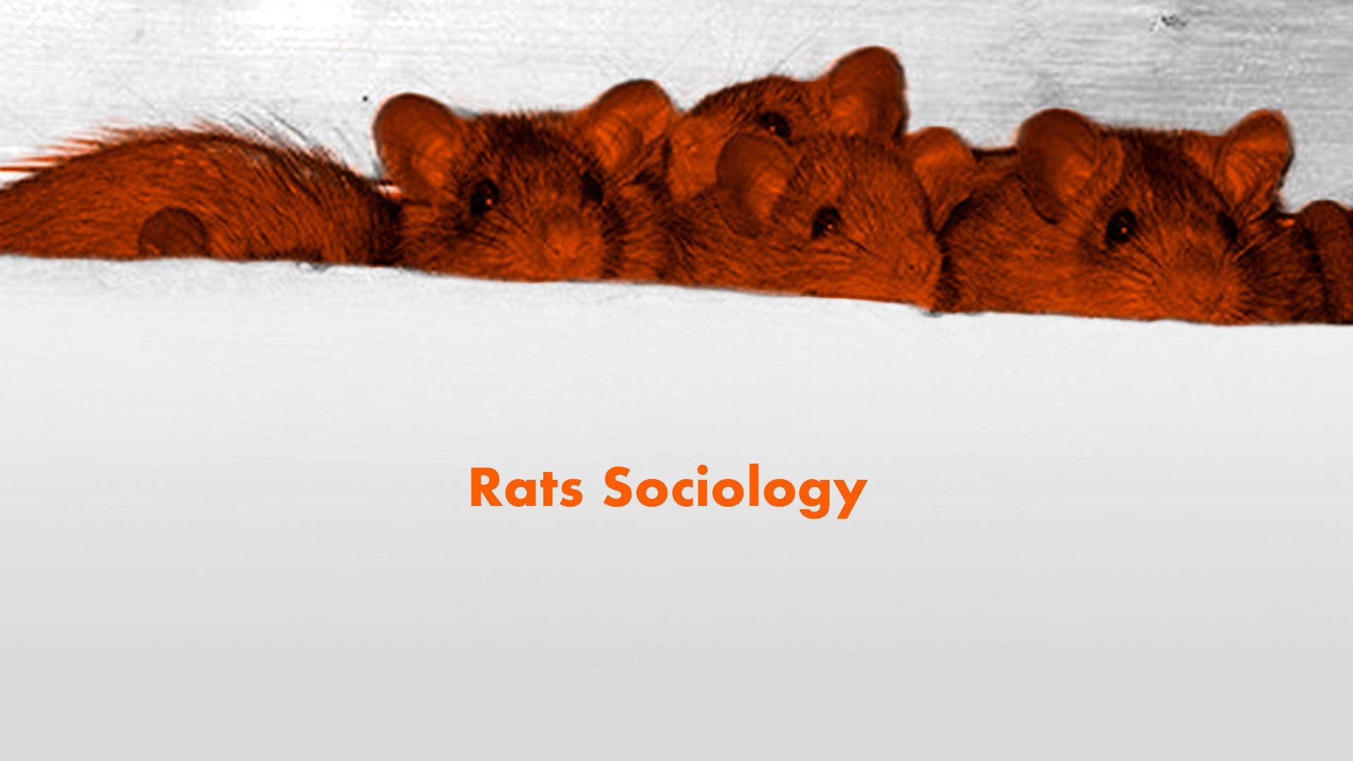 Inside Rat's World: Nests and What They Love to Eat