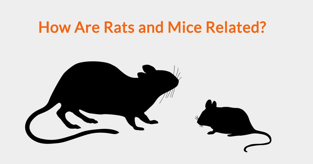 How Are Rats and Mice Related?