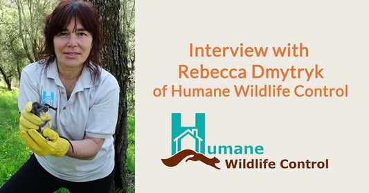 Interview With Rebecca Dmytryk of Humane Wildlife Control
