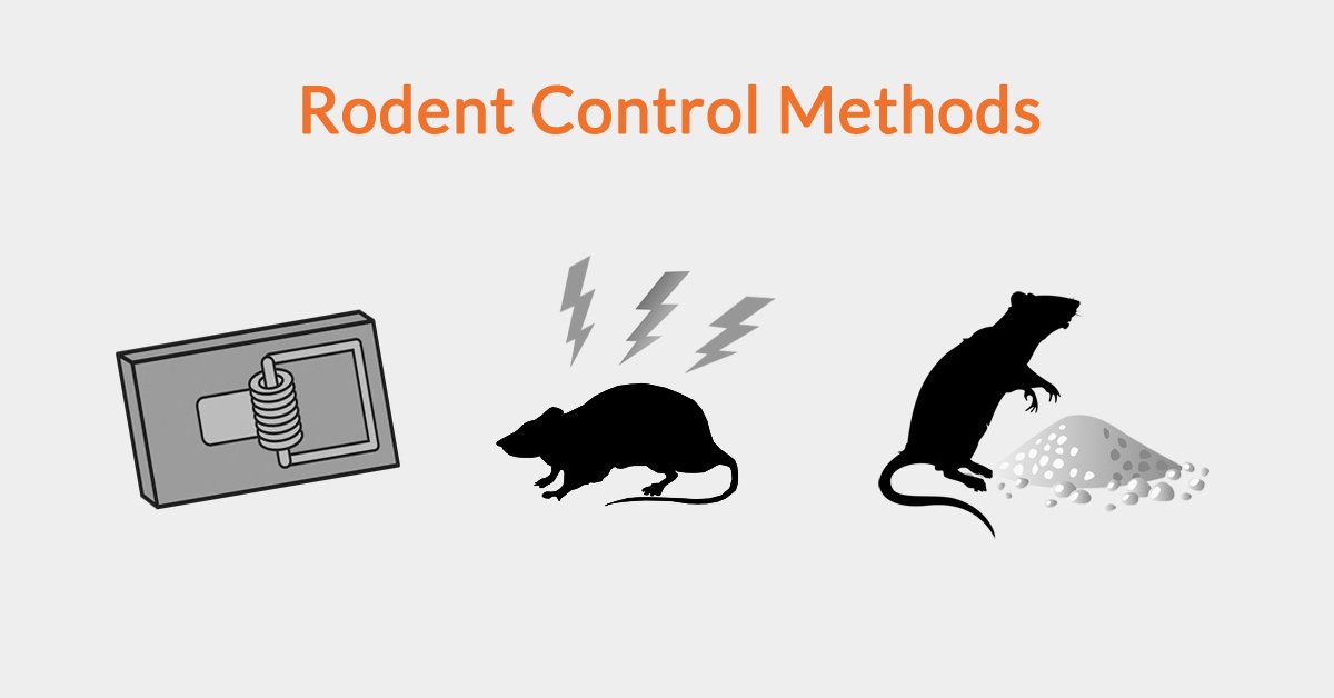 What is the best way to trap rats and mice?