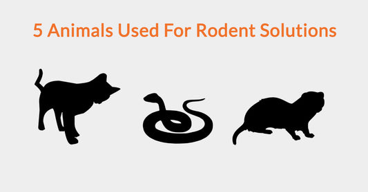 5 Animals Used For Rodent Solutions