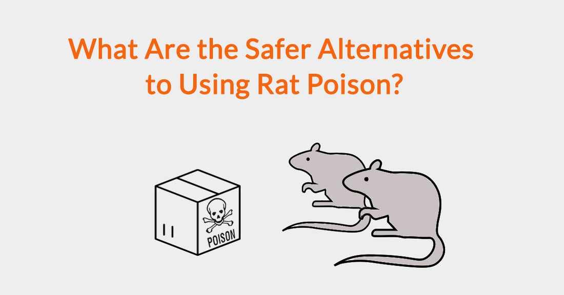 What Are the Safer Alternatives to Using Rat Poison?