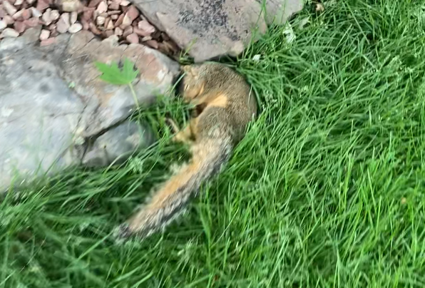 Why Utility Companies Are Moving Away from Poison and Choosing Automatic Traps Instead