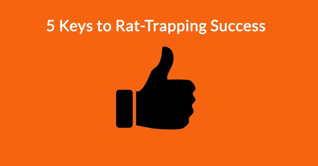 5 Keys to Rat-Trapping Success