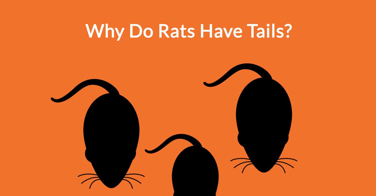 Why Do Rats Have Tails?