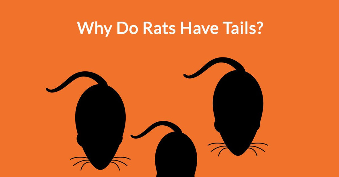Why Do Rats Have Tails?