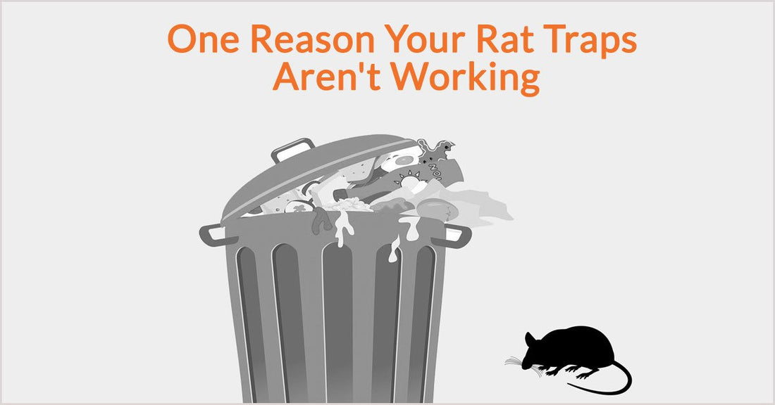 One Reason Your Rat Traps Aren't Working