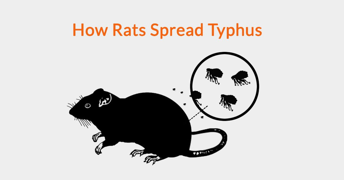 How Rats Spread Typhus