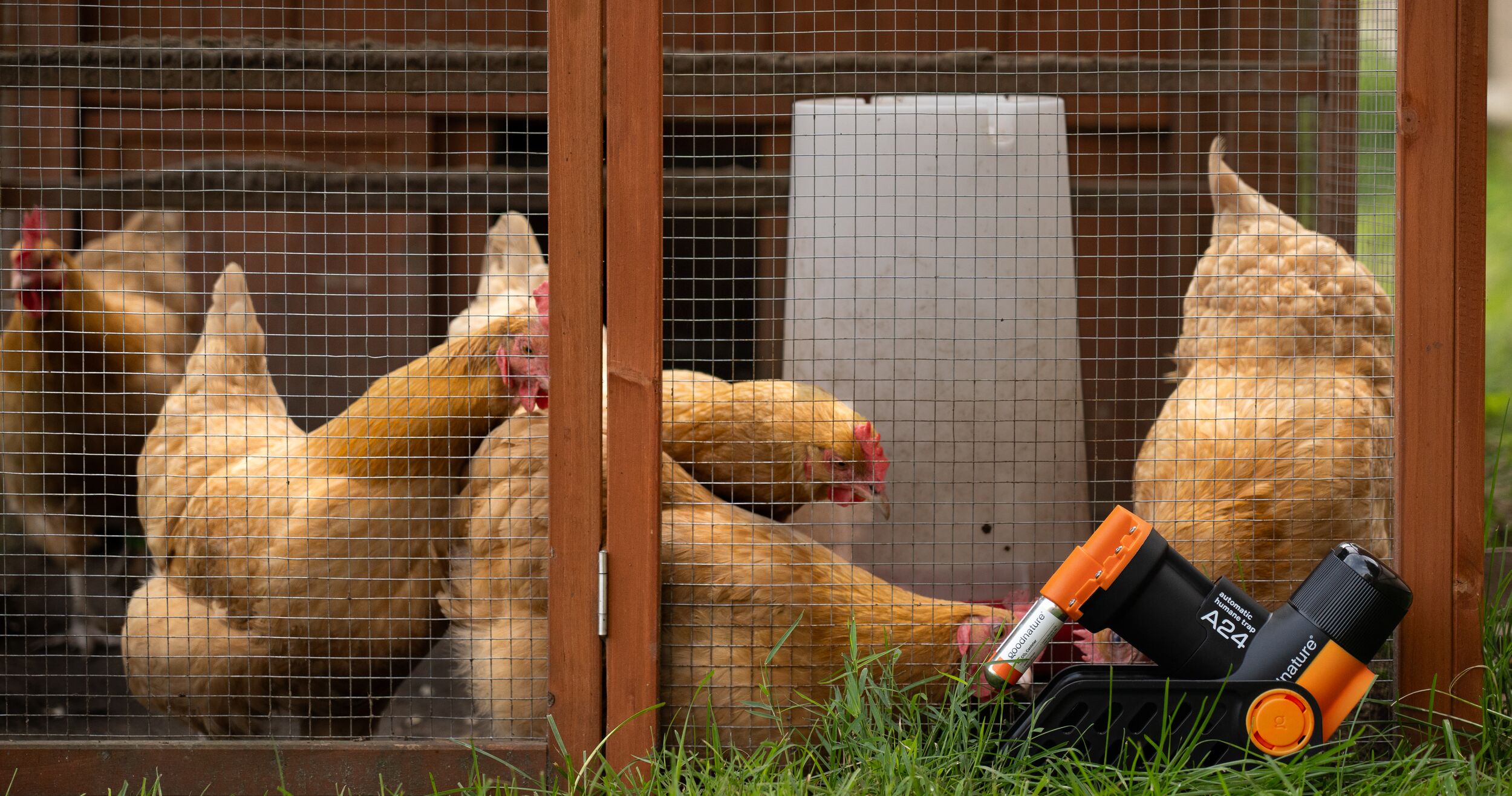 Chicken Trap Python A Five-Year Journey Using Automatic Traps for Real-World Rodent Contro ...