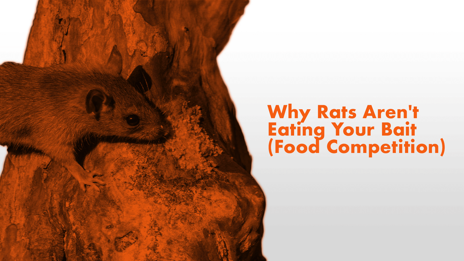 Why Rats Aren't Eating Your Bait (Food Competition) Automatic Trap Company