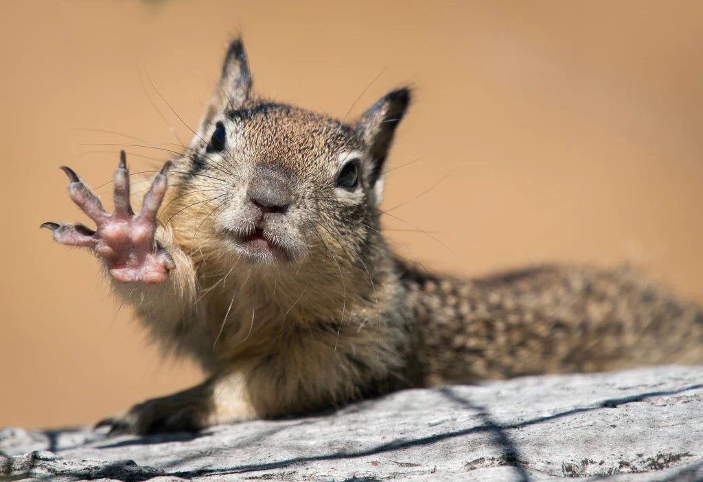 The Hidden Threat Beneath Your Feet: Why Ground Squirrels Are More Than Just a Nuisance