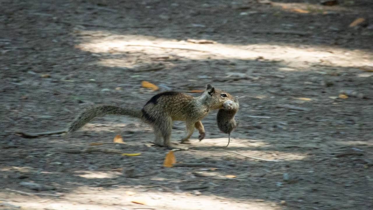 9 Fun Facts About California Ground Squirrels