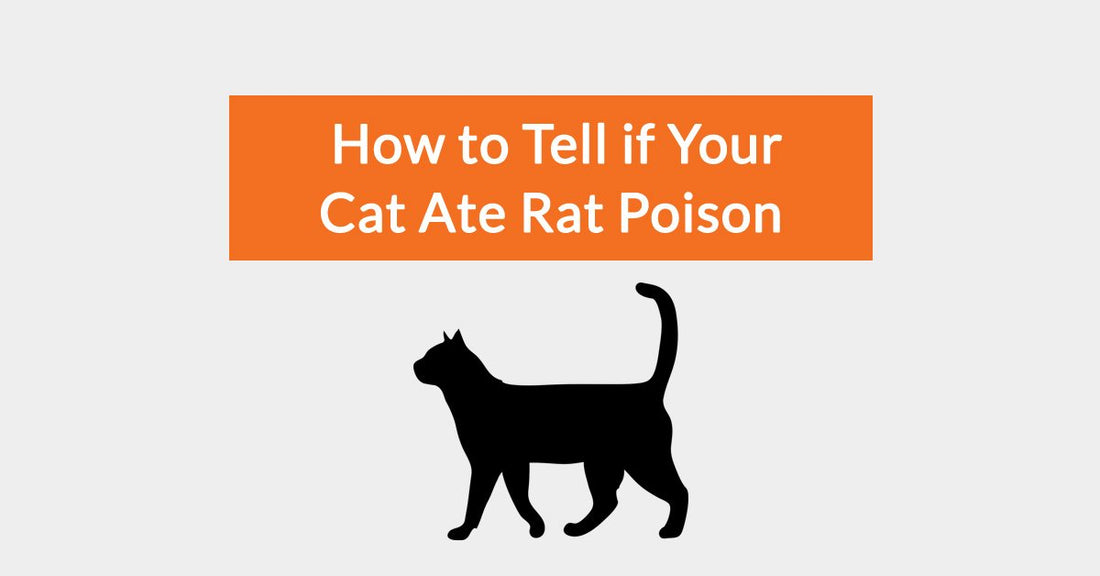 How To Tell If Your Cat Ate Rat Poison