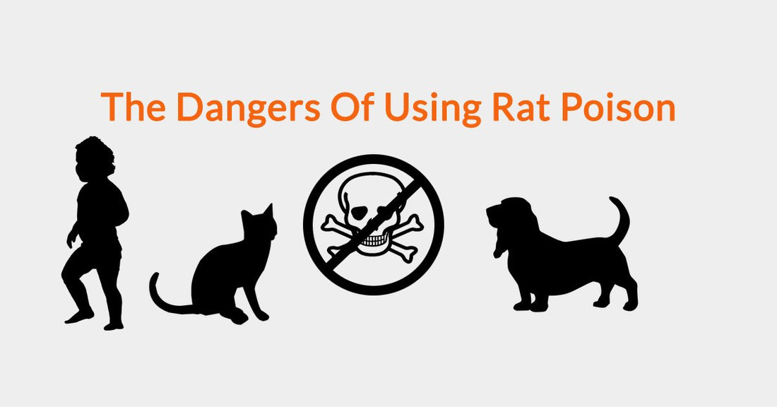The Dangers Of Using Rat Poison