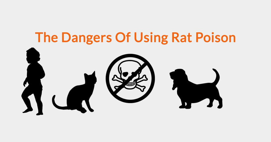 Why Is Rat Poison Dangerous? | Automatic Trap Company
