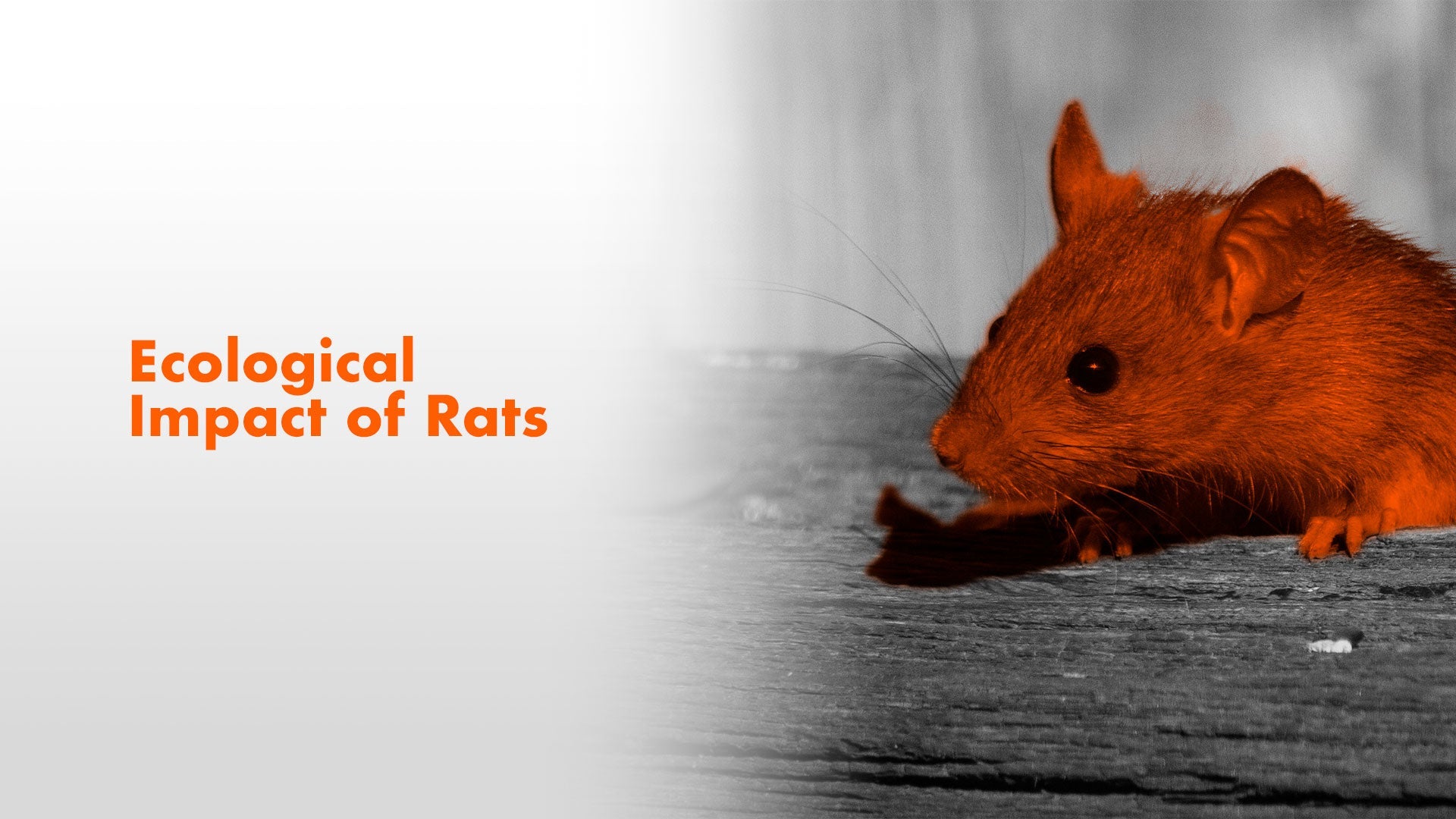 Rats: Small Creatures, Big Impact