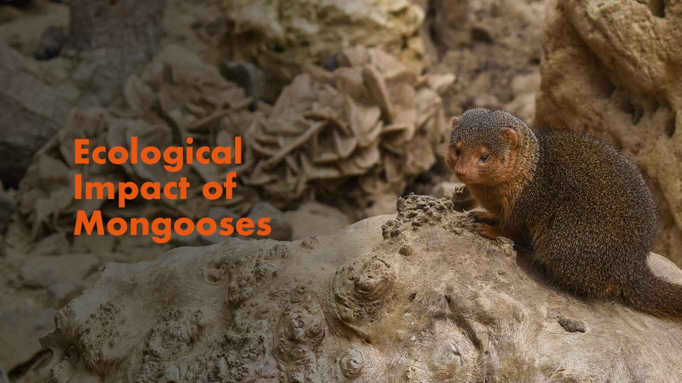 The Ecological Impacts of Mongooses: A Double-Edged Sword