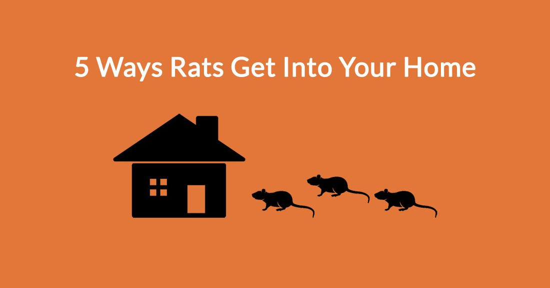 5 Ways Rats Get Into Your Home