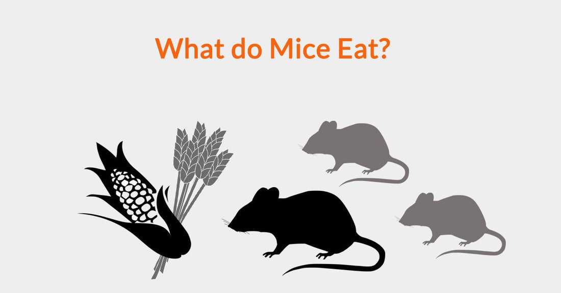 What Do Mice Eat? Exploring A Mouse's Diet
