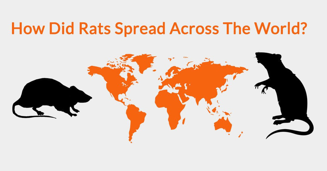 How Did Rats Spread Across The World?