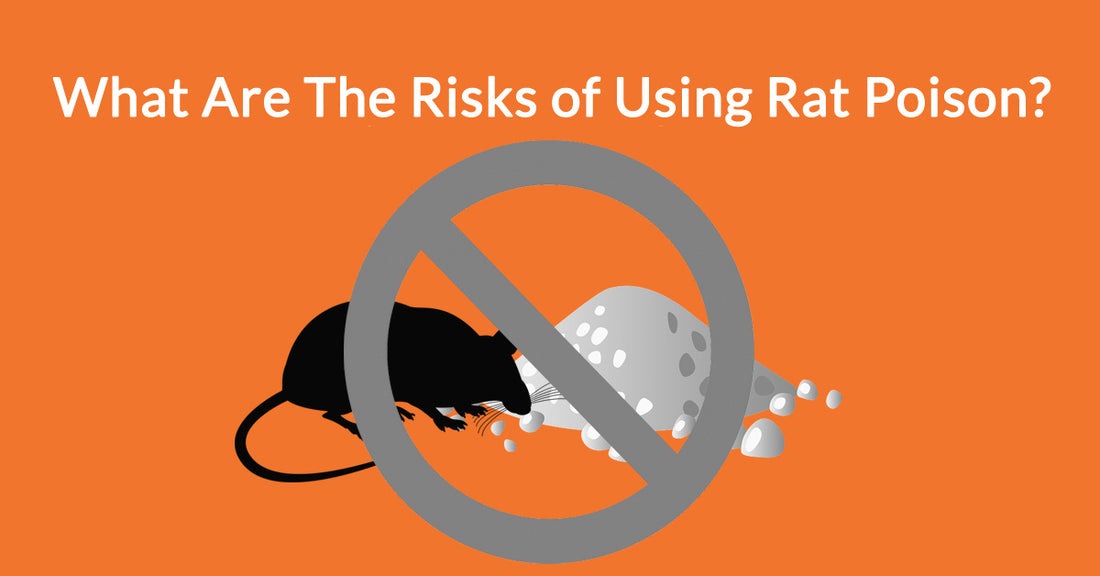What Are The Risks of Using Rat Poison?