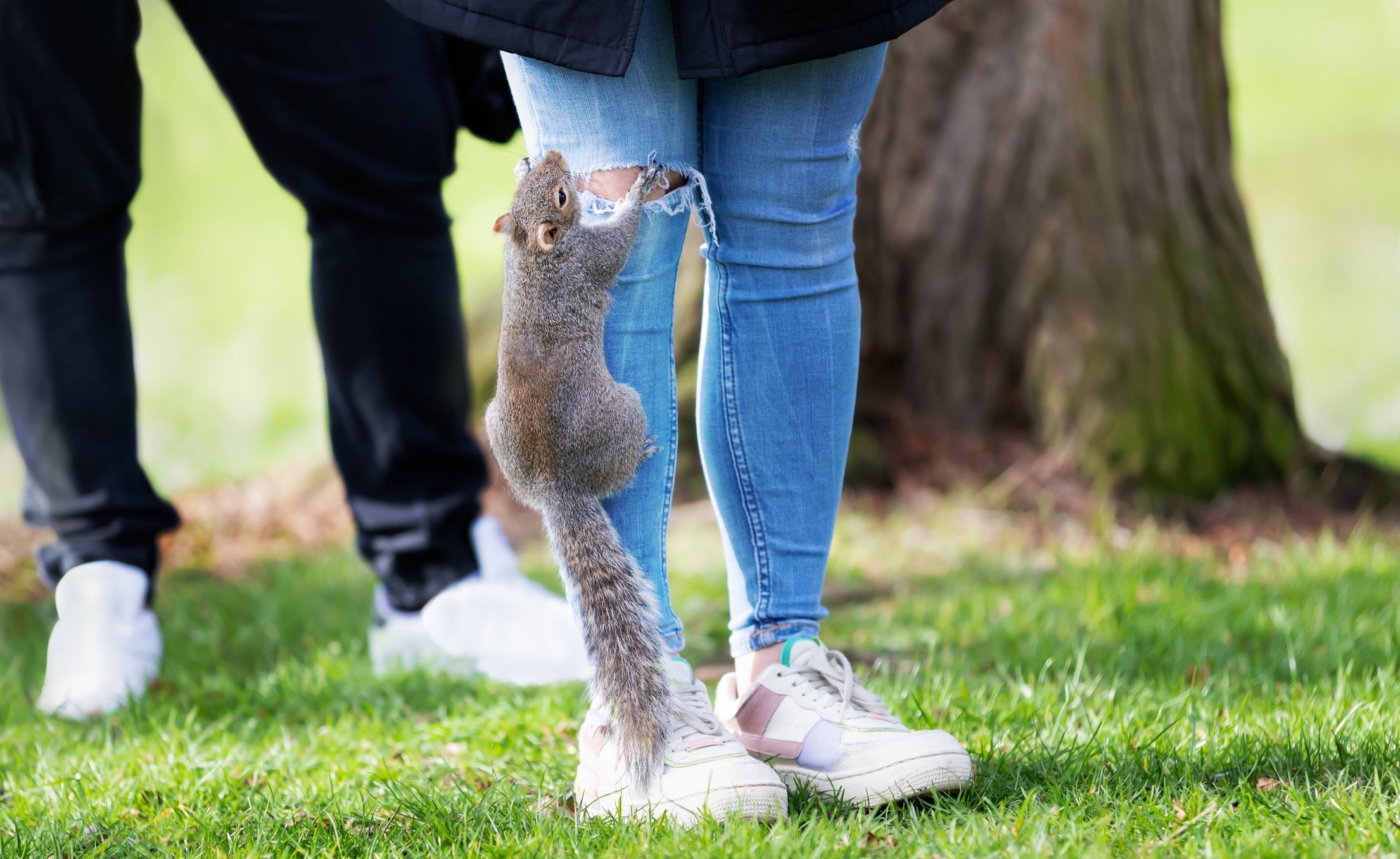 Why Squirrels Turn Aggressive — and How California Homeowners Can Respond Without Poison