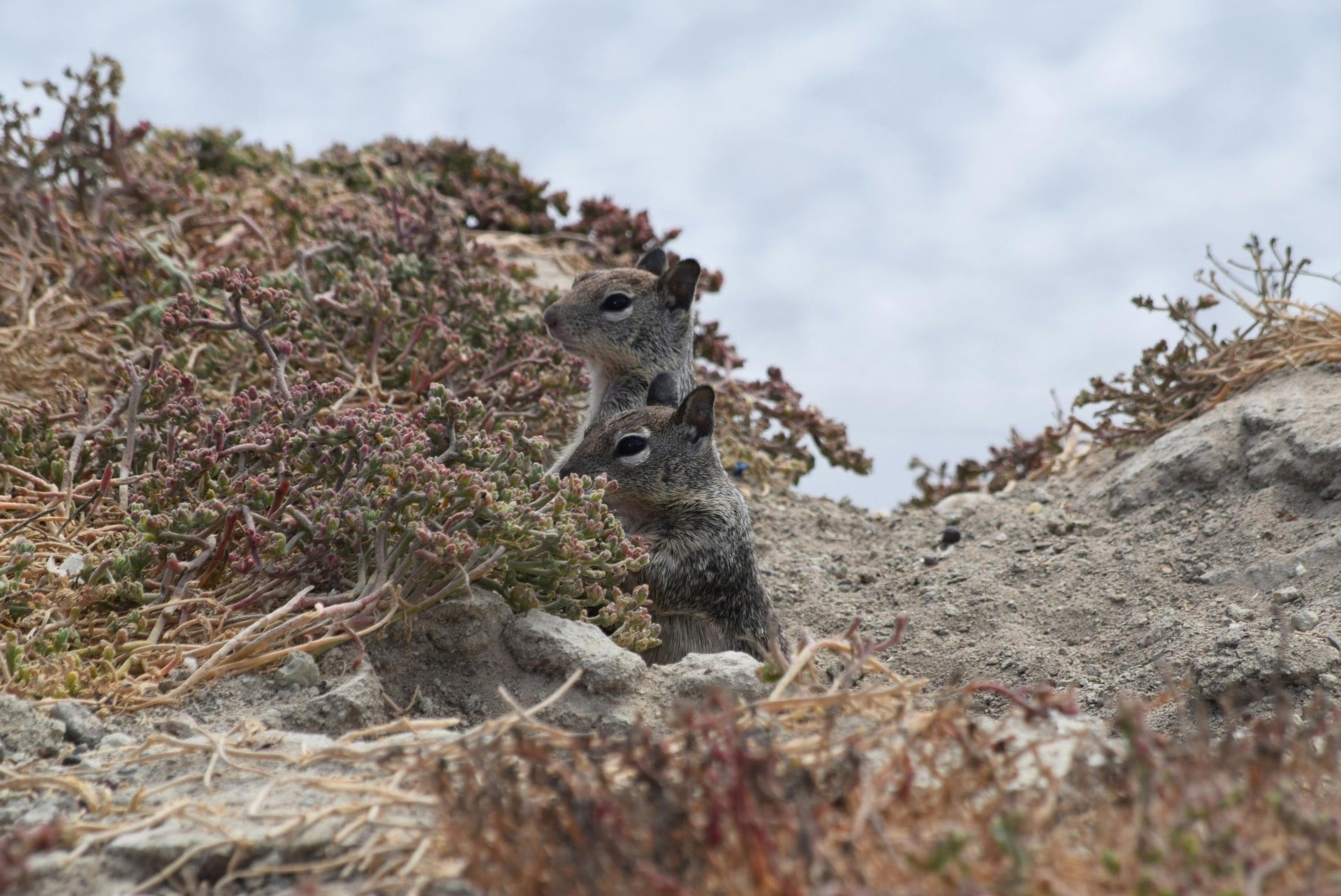 Two California ground squirrels near their burrow entrance.