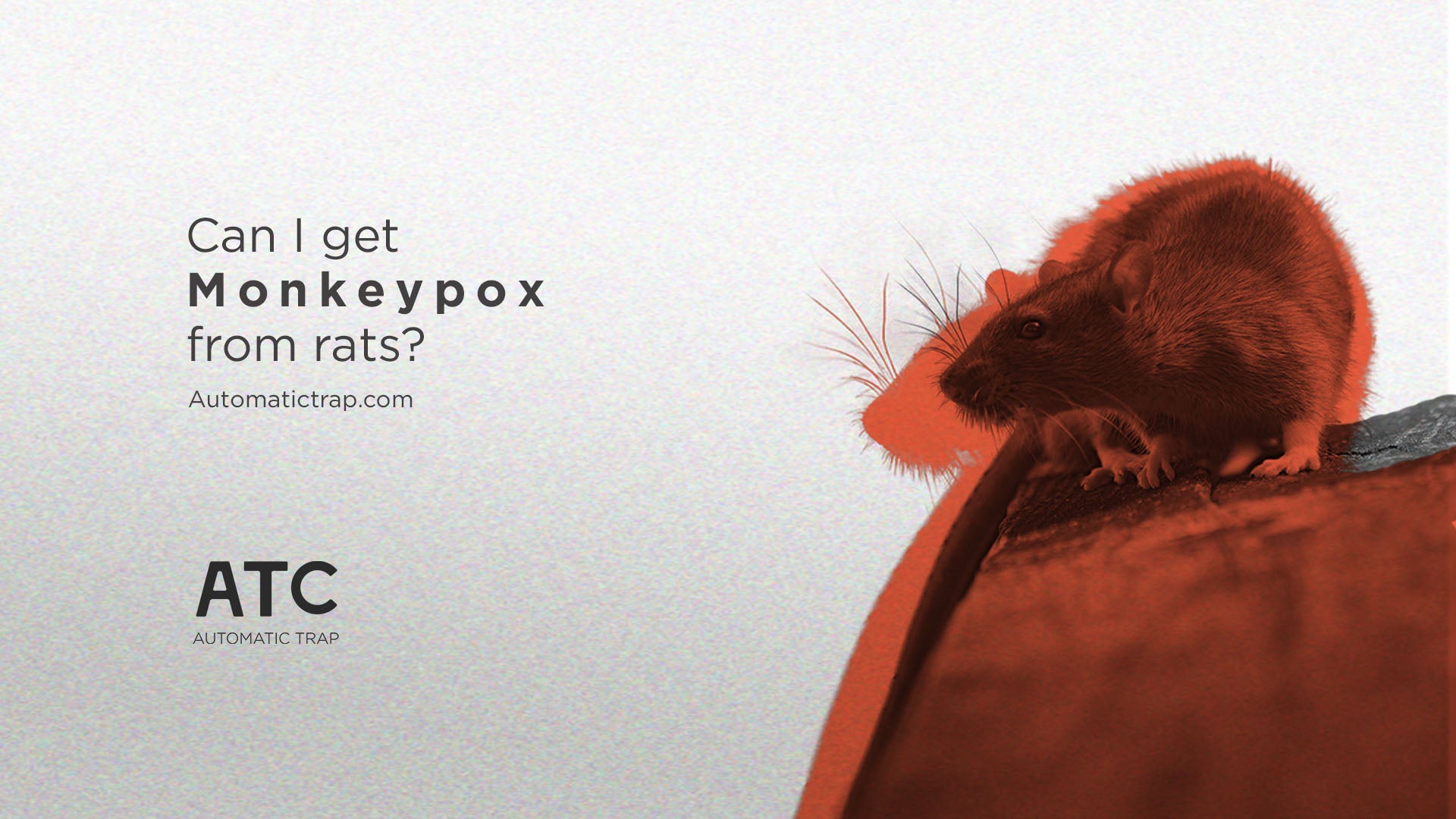 Can I get monkeypox from rats?