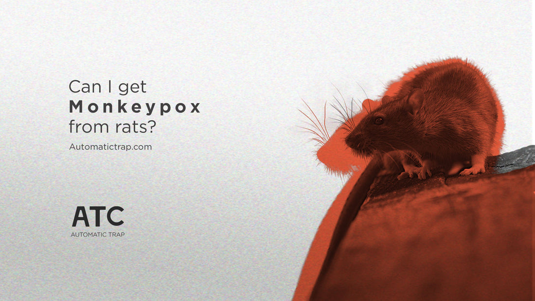 Can I get monkeypox from rats?
