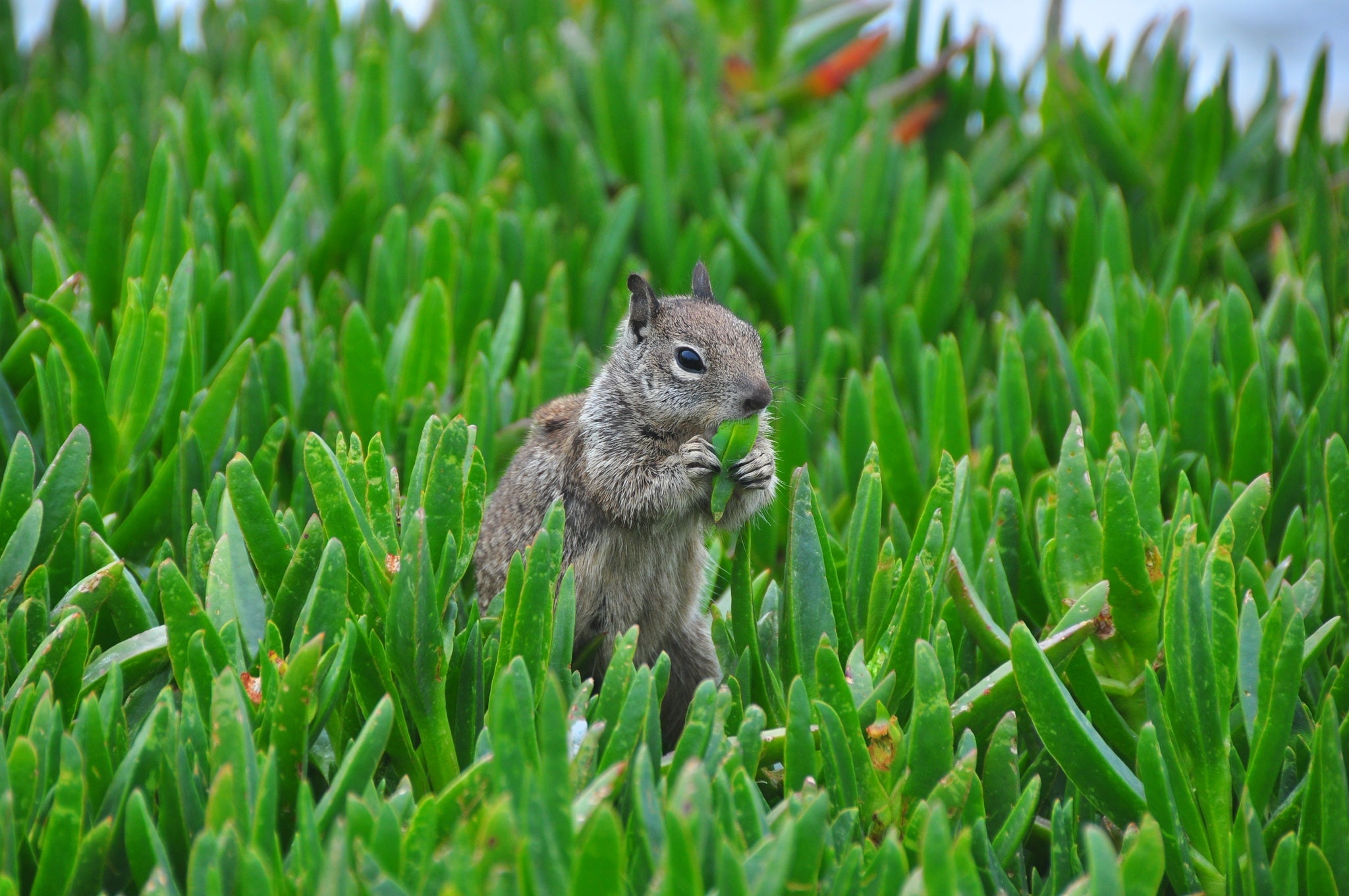 101 Ground Squirrel Facts