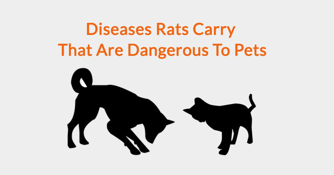 Diseases Rats Carry That Are Dangerous To Pets