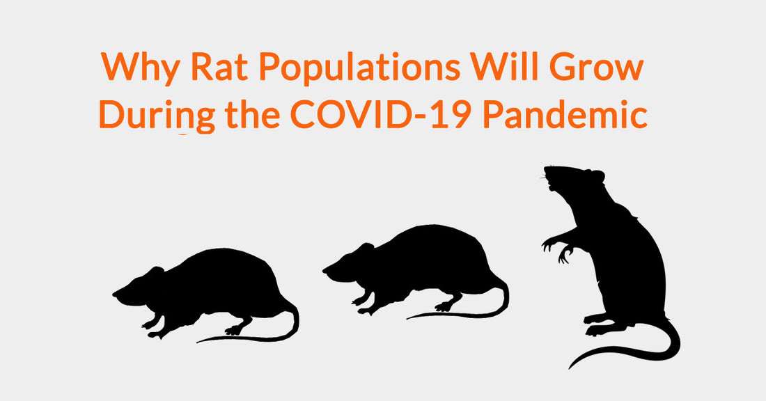 Why Rat Populations Will Grow During the COVID-19 Pandemic