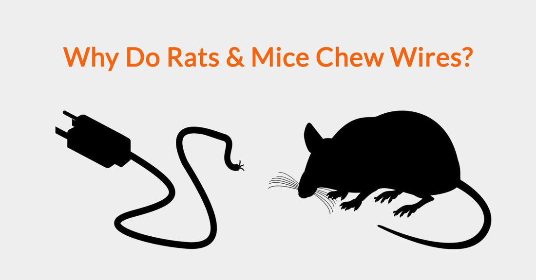 Why Do Mice Chew Wires?