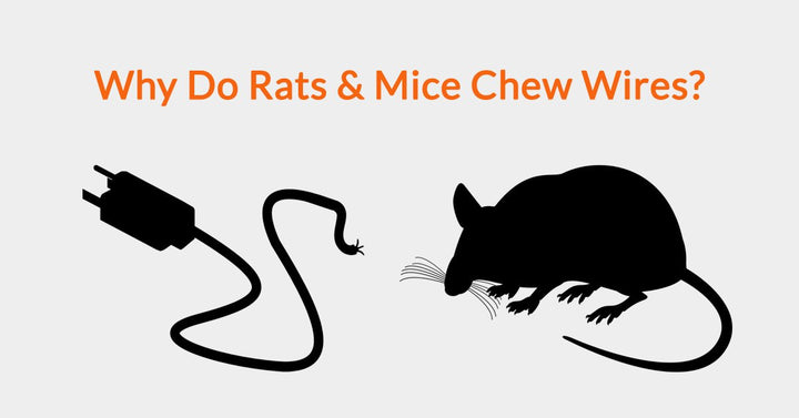 Why Do Rats & Mice Chew Wires? – Automatic Trap Company