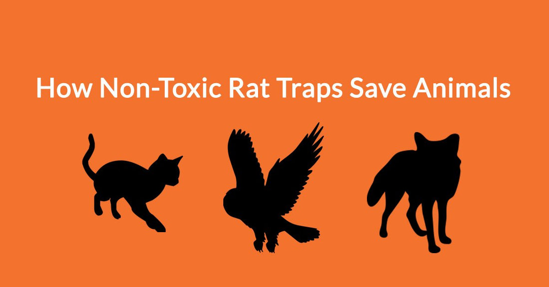 How Non-Toxic Rat Traps Save Animals