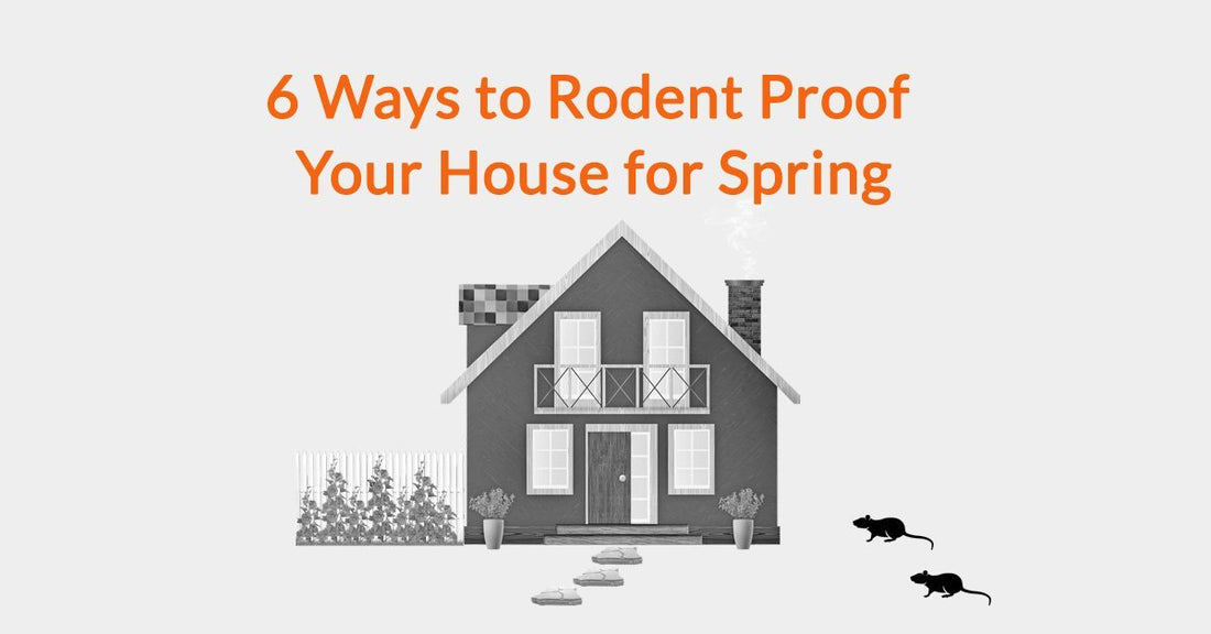 6 Ways to Rodent Proof Your House for Spring