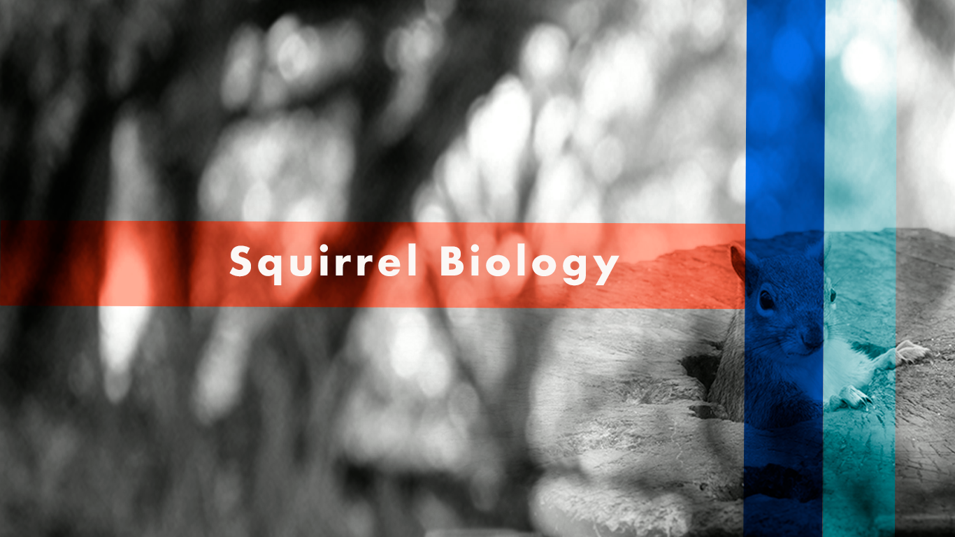 Exploring Squirrels: Types, Appearance, and Reproduction