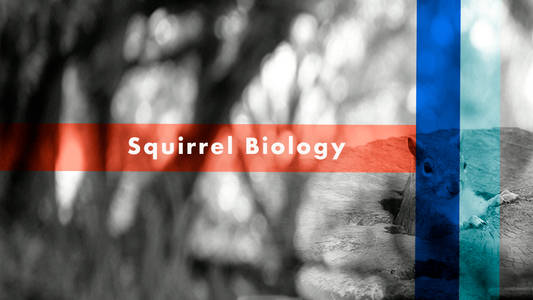 Squirrels Biology