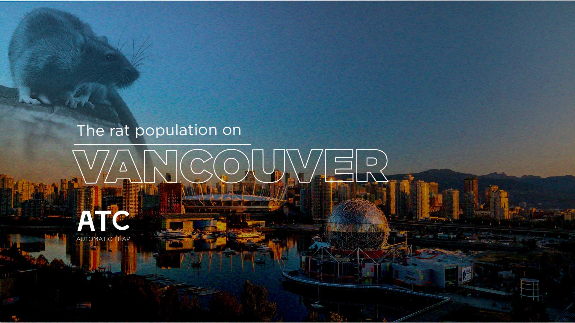 The Rat Population on Vancouver Island Keeps Growing!