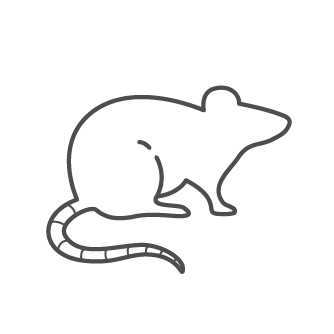 Blog Feature: Rats