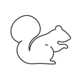 Blog Feature: Squirrels