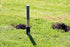 GopherHawk Trapping Set — Gopher and Mole Trap with Wedge & Probe Tool