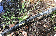 Irrigation damage from ground squirrels