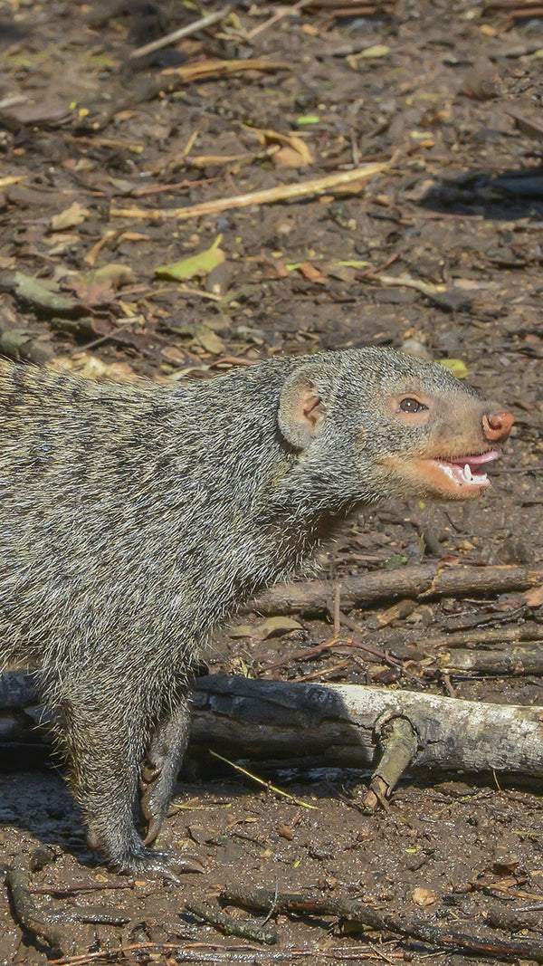 Mongoose